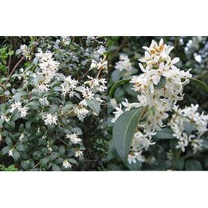Osmanthus Burkwoodii Fragrant Plant 3L Pot - Green by Direct Plants