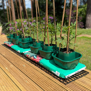 Tomato and Vegetable Growbag Pots - Green / 6 by Selections