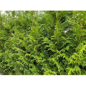 X10 Thuja Plicata Gelderland Red Cedar 4-5ft - Green by Direct Plants