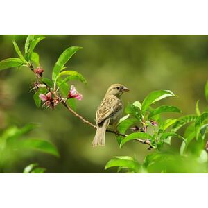 The Wildlife Hardy Shrub Plant Garden Border Mix Large Mature Plants by Direct Plants