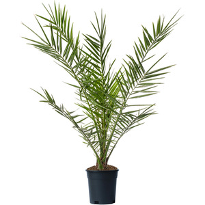 Phoenix Canariensis Palm Tree by Gardeners Dream