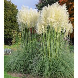 3x White Pampas Grass Large Plants *Value Pack* in 3 Litre Pots - White by Direct Plants