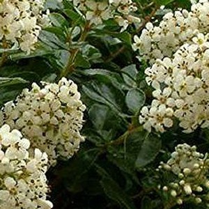 Escallonia Iveyii White Flowering Evergreen Shrub 50-60cm by Direct Plants