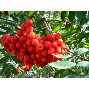 Sorbus Commixta Mountain Ash Tree 5-6ft in a 7.5L Pot - Red by Direct Plants