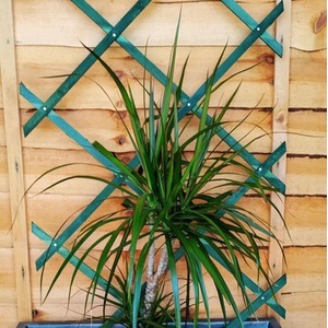 Expanding Wooden Trellis 1.8m x 0.6m - Green by Garden Mile