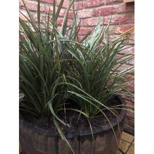 Phormium Surfer New Zealand Flax Evergreen 30-40cm 3L Pot - Green by Direct Plants