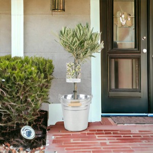 Small Olive Tree 50-60cm Mediterranean Patio Plant in Zinc Pail - Green by Plants By Post