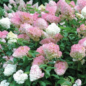 Hydrangea Vanille Fraise Potted Plant by Thompson & Morgan