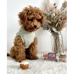 Pack of 3 Mini Woofins - Iced by The Barking Bakery