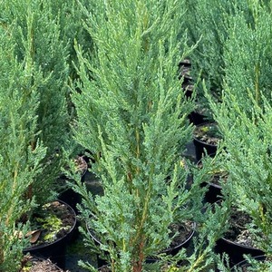 5x Juniperus Skyrocket Trees Rocky Mountain Juniper 2ft in a 3L Pots - Green by Direct Plants