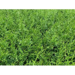 Thuja Plicata Gelderland Western Red Cedar Trees 3-4ft in 2 Litre Pots - Green / 10 by Direct Plants