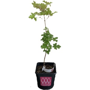 Field Maple Tree Acer Campestre by Cotswold Trees