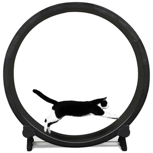 Cat Treadmill Cat Exercise Running Wheel - Black - Black by Felinemotion