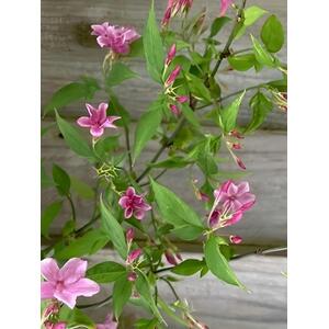 Jasminum Beesianum Red Jasmine Climbing Plant - Red by Direct Plants