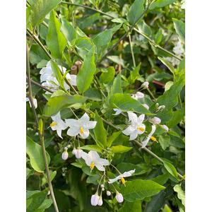 Solanum Jasminoides Alba Climbing Plant 3-4ft - Green by Direct Plants
