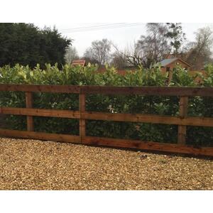 Cherry Laurel Evergreen Hedging Plants Large 3-4ft in 3 Litre Pots - Green / 3 by Direct Plants