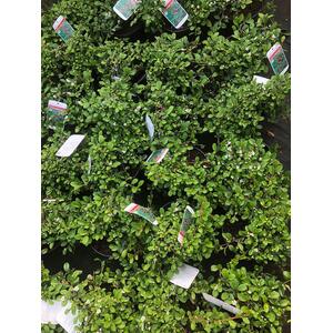Cotoneaster Dammeri Shrubs Evergreen Ground Cover Pack of 5 Large Plants 2L Pots - White by Direct Plants