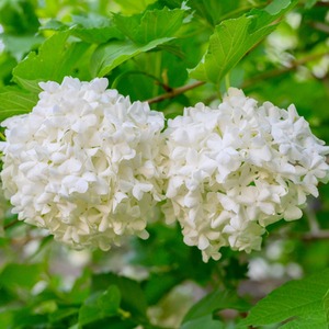 Viburnum Opulus Roseum Hardy Shrub by Thompson & Morgan