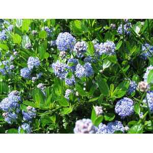 Ceanothus Victoria Californian Lilac Shrub 3-4ft - blue by Direct Plants