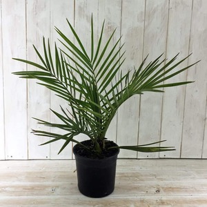 Phoenix Palm Tender Perennial by Thompson & Morgan