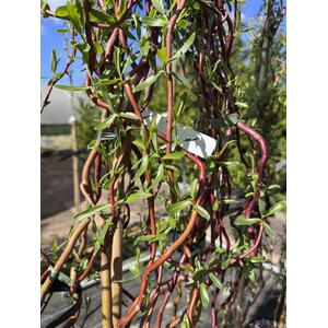 Salix Scarlet Curls Twisted Willow Tree 5-6ft Tall in a 7.5L Pot - Green by Direct Plants