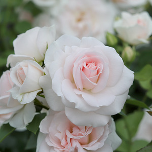 Special Child 5.5L Pot Silvery Pink Floribunda Rose - Silvery Pink by Plants By Post