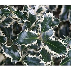 Ilex Aquifolium Silver Queen Holly Plant 3-4ft in a 3 Litre Pot - Green by Direct Plants