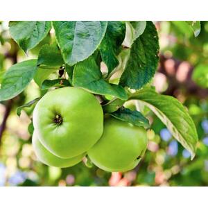 Apple Greensleeves Fruit Tree 6ft, 12L Pot by Directplants - Yellow by Direct Plants