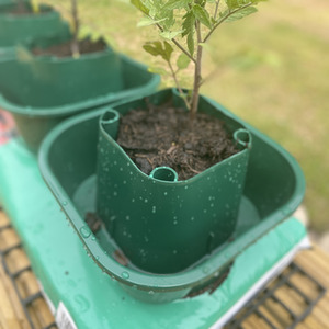 Tomato and Vegetable Growbag Pots - Green / 6 by Selections