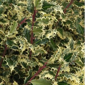 Ilex Aquifolium Ferox Argentea Hedgehog Holly Plant 2-3ft 3L Pot - Green by Direct Plants