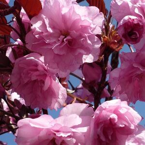 Dwarf Patio Royal Burgundy Flowering Japanese Cherry Tree 3-4ft - Pink by Direct Plants