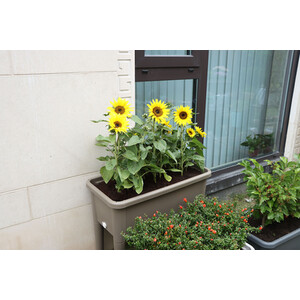 Raised Garden Flower Bed - Grey by My Garden