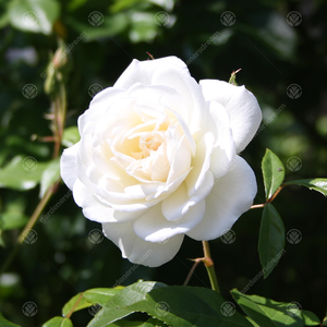 New Born Baby Rose Bush - White by Gardeners Dream