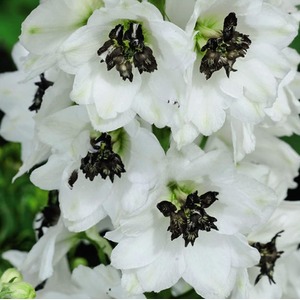 Delphinium Magic Fountains Mix Garden Ready Plants - Mixed by Thompson & Morgan