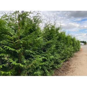 X10 Gelderland Western Red Cedar 3-4ft 3L Pots - Green by Direct Plants