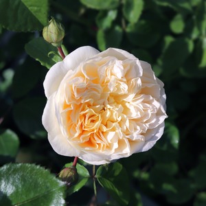 Rose Champagne Moment 5.5L Pot Fragrant Apricot Floribunda Rose for Gardens - Apricot by Plants By Post