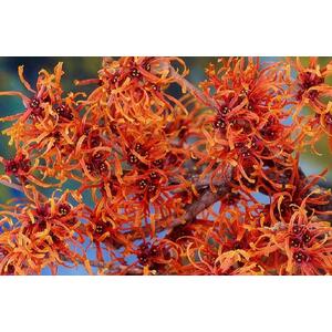 Witchhazel Hamamelis Orange Beauty Shrub Plant 4ft Extra Large in a 7.5L Pot - Orange by Direct Plants