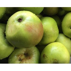 Apple Lord Derby Fruit Tree 6ft, 12L Pot by Directplants - Green by Direct Plants
