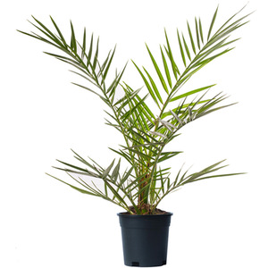 Phoenix Canariensis Palm Tree - Green / 1.5cm3 by Gardeners Dream