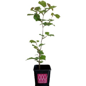 Hazel Tree Corylus Avellana - Brown / 30-60cm tall by Cotswold Trees