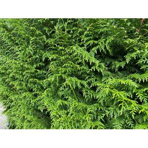 Thuja Plicata Gelderland Western Red Cedar Trees 3-4ft in 2 Litre Pots - Green / 10 by Direct Plants