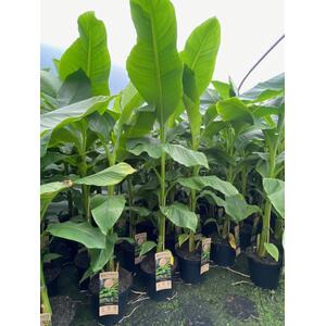 2x Musa Basjoo Fully Hardy Banana Fruit Trees 5ft in a 3 Litre Pots - Green by Direct Plants