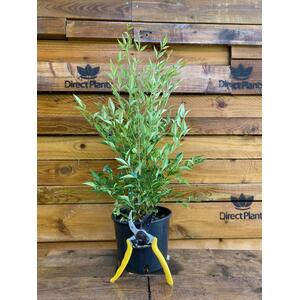 Nandina Domestica Heavenly Bamboo Shrub Large 40cm Supplied in a 5 Litre Pot - Green by Direct Plants