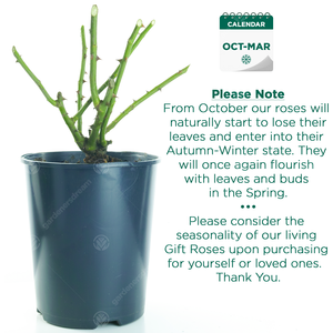 Congratulations Rose Bush - Yellow by Gardeners Dream