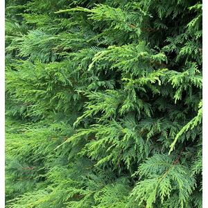 10x Green Leylandii Cupressocyparis Hedging Trees 6ft 7.5 L Pots - Green by Direct Plants