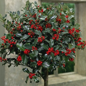 Ilex Holly Green Alaska Standard Potted Plant by Thompson & Morgan