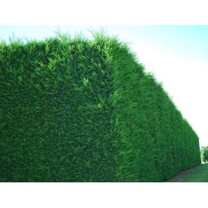 Green Leylandii Cupressocyparis Hedging Trees with Pots - Green by Direct Plants