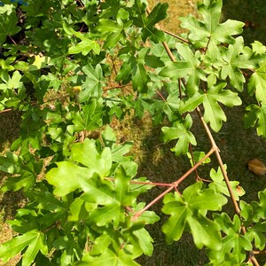 Field Maple Tree Acer Campestre by Cotswold Trees