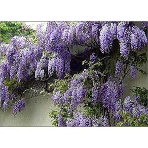5x Mixed Large Wisteria Climbing Plant Selection Pack Grafted Plants - Multi by Direct Plants