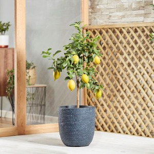 Lemon Citrus Fruit Tree - Yellow / 1 by Thompson & Morgan
